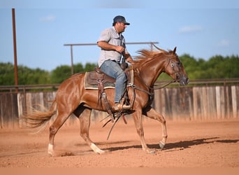 American Quarter Horse, Stute, 2 Jahre, Rotfuchs