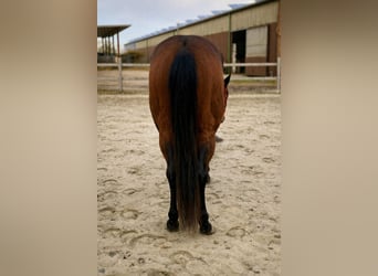 American Quarter Horse, Stute, 3 Jahre, 140 cm, Brauner