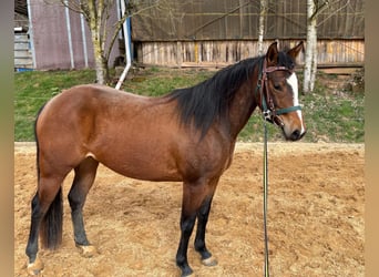 American Quarter Horse, Stute, 3 Jahre, 140 cm, Brauner