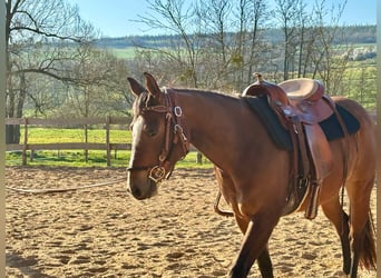 American Quarter Horse, Stute, 3 Jahre, 140 cm, Brauner