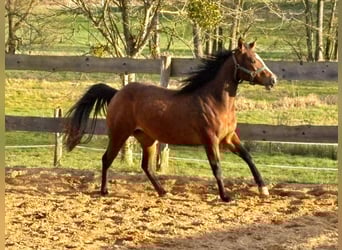 American Quarter Horse, Stute, 3 Jahre, 140 cm, Brauner