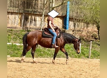 American Quarter Horse, Stute, 3 Jahre, 140 cm, Brauner