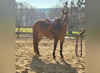 American Quarter Horse, Stute, 3 Jahre, 140 cm, Brauner