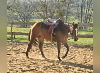American Quarter Horse, Stute, 3 Jahre, 140 cm, Brauner