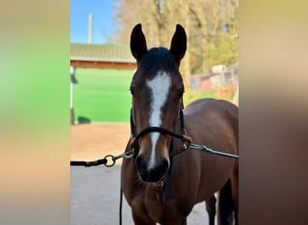 American Quarter Horse, Stute, 3 Jahre, 140 cm, Brauner