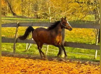 American Quarter Horse, Stute, 3 Jahre, 140 cm, Brauner