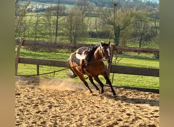 American Quarter Horse, Stute, 3 Jahre, 140 cm, Brauner