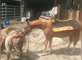 American Quarter Horse, Stute, 3 Jahre, 140 cm, Fuchs