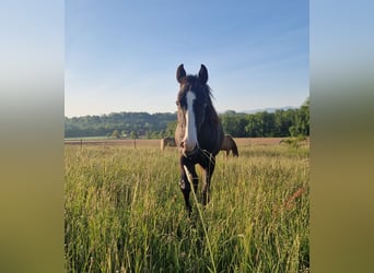 American Quarter Horse Mix, Stute, 3 Jahre, 140 cm, Rappe