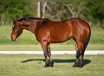 American Quarter Horse, Stute, 3 Jahre, 140 cm, Rotbrauner