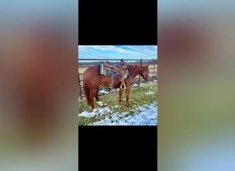 American Quarter Horse, Stute, 3 Jahre, 140 cm, Rotfuchs