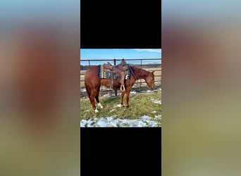 American Quarter Horse, Stute, 3 Jahre, 140 cm, Rotfuchs