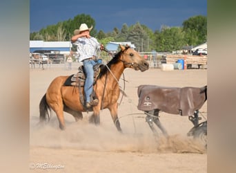 American Quarter Horse, Stute, 3 Jahre, 142 cm, Buckskin