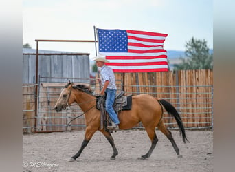 American Quarter Horse, Stute, 3 Jahre, 142 cm, Buckskin