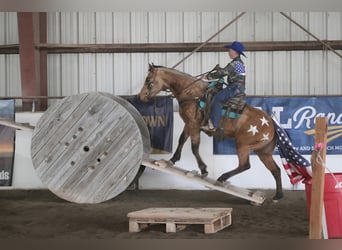 American Quarter Horse, Stute, 3 Jahre, 142 cm, Buckskin
