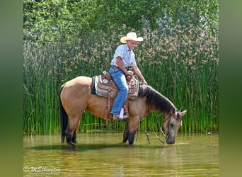 American Quarter Horse, Stute, 3 Jahre, 142 cm, Buckskin
