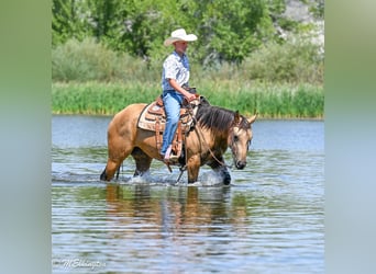 American Quarter Horse, Stute, 3 Jahre, 142 cm, Buckskin
