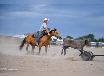 American Quarter Horse, Stute, 3 Jahre, 142 cm, Buckskin