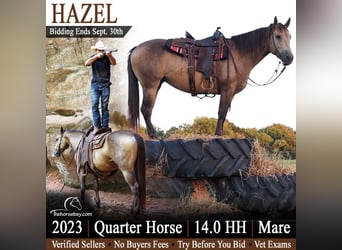 American Quarter Horse, Stute, 3 Jahre, 142 cm, Buckskin