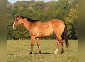 American Quarter Horse, Stute, 3 Jahre, 142 cm, Falbe