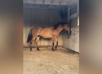 American Quarter Horse, Stute, 3 Jahre, 142 cm, Red Dun