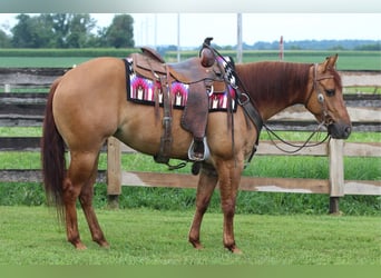 American Quarter Horse, Stute, 3 Jahre, 142 cm, Red Dun