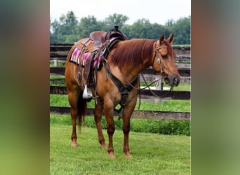 American Quarter Horse, Stute, 3 Jahre, 142 cm, Red Dun