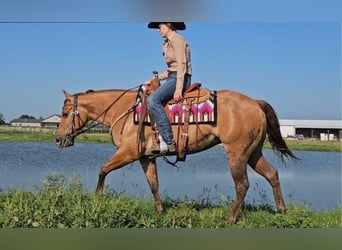 American Quarter Horse, Stute, 3 Jahre, 142 cm, Red Dun