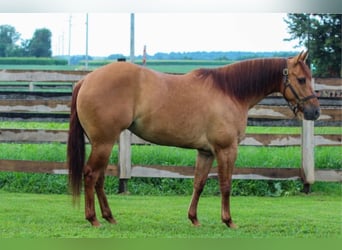 American Quarter Horse, Stute, 3 Jahre, 142 cm, Red Dun