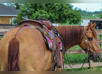 American Quarter Horse, Stute, 3 Jahre, 142 cm, Red Dun