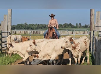 American Quarter Horse, Stute, 3 Jahre, 142 cm, Red Dun