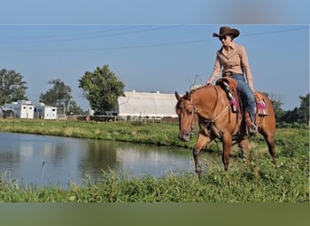 American Quarter Horse, Stute, 3 Jahre, 142 cm, Red Dun