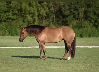 American Quarter Horse, Stute, 3 Jahre, 142 cm, Red Dun
