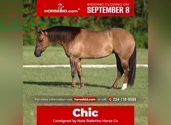 American Quarter Horse, Stute, 3 Jahre, 142 cm, Red Dun