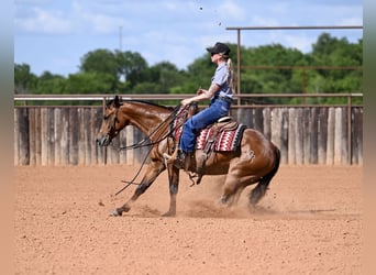 American Quarter Horse, Stute, 3 Jahre, 142 cm, Rotbrauner
