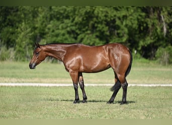 American Quarter Horse, Stute, 3 Jahre, 142 cm, Rotbrauner