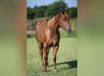 American Quarter Horse, Stute, 3 Jahre, 142 cm, Rotfuchs