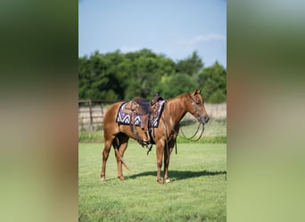 American Quarter Horse, Stute, 3 Jahre, 142 cm, Rotfuchs