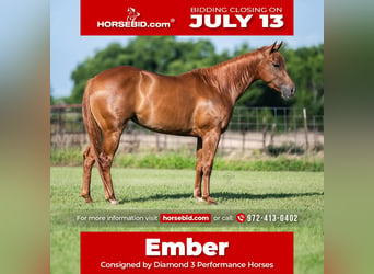 American Quarter Horse, Stute, 3 Jahre, 142 cm, Rotfuchs