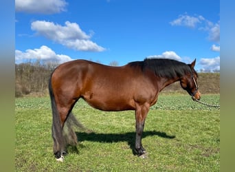 American Quarter Horse, Stute, 3 Jahre, 143 cm, Brauner