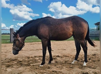 American Quarter Horse, Stute, 3 Jahre, 143 cm, Buckskin