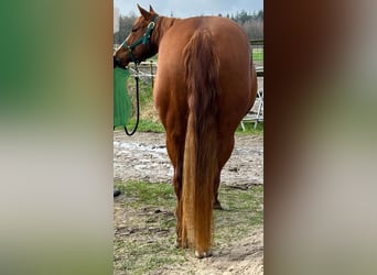American Quarter Horse, Stute, 3 Jahre, 144 cm, Fuchs