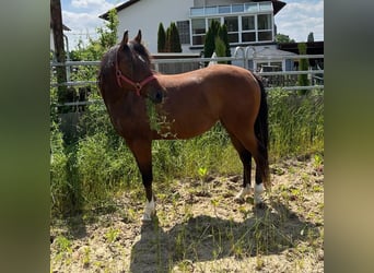 American Quarter Horse, Stute, 3 Jahre, 145 cm, Brauner