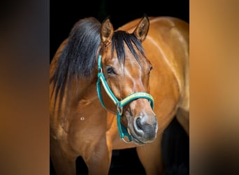 American Quarter Horse, Stute, 3 Jahre, 145 cm, Buckskin