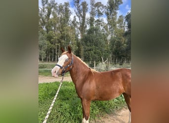 American Quarter Horse, Stute, 3 Jahre, 145 cm, Champagne