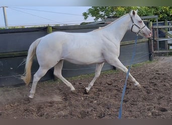 American Quarter Horse, Stute, 3 Jahre, 145 cm, Champagne