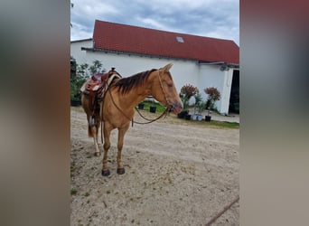 American Quarter Horse, Stute, 3 Jahre, 145 cm, Champagne