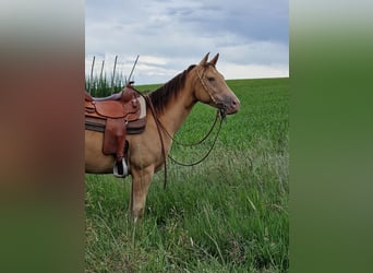 American Quarter Horse, Stute, 3 Jahre, 145 cm, Champagne