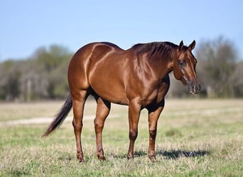 American Quarter Horse, Stute, 3 Jahre, 145 cm, Dunkelfuchs