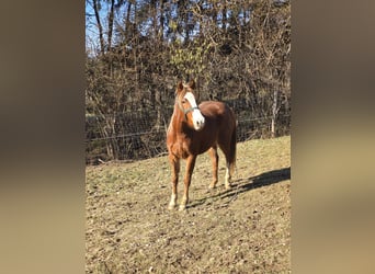 American Quarter Horse Mix, Stute, 3 Jahre, 145 cm, Fuchs